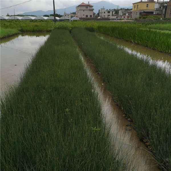 燈芯草基地實拍圖片