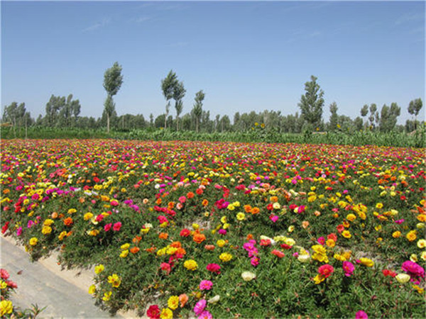 太陽(yáng)花