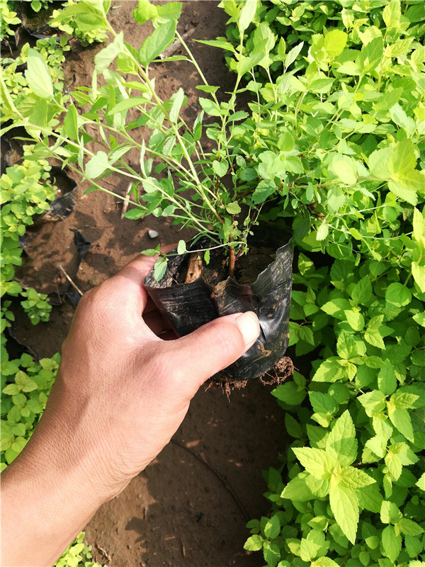 繡線菊基地實(shí)拍圖