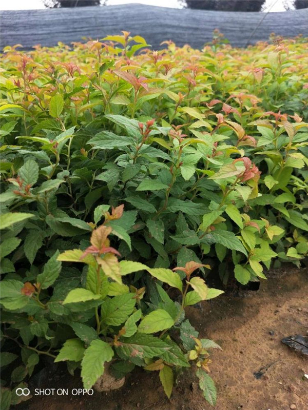 繡線菊基地實(shí)拍圖