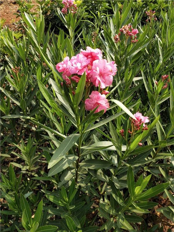 紅花夾竹桃基地實拍圖片