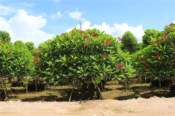 雞蛋花苗木基地實拍圖