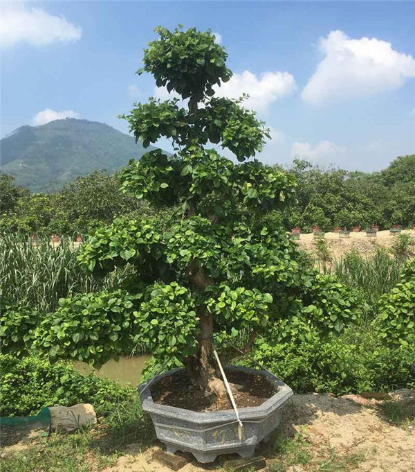 盆栽三角梅未開花時(shí)圖片