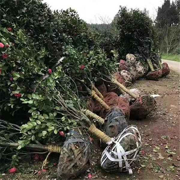 山茶花起苗中圖片