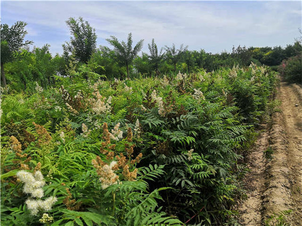 珍珠梅基地實拍圖