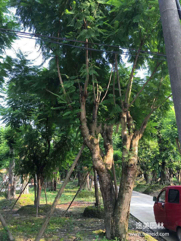 大規(guī)格藍(lán)花楹圖片