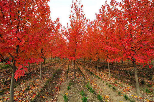 紅楓樹批發價格 成都最貴的紅楓樹是什么品種？