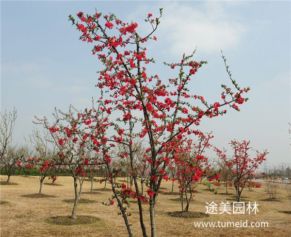 喬木，灌木、藤本、草本植物的區(qū)別