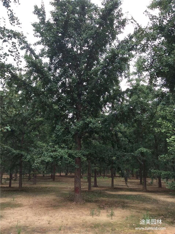 銀杏樹(shù)基地實(shí)拍圖