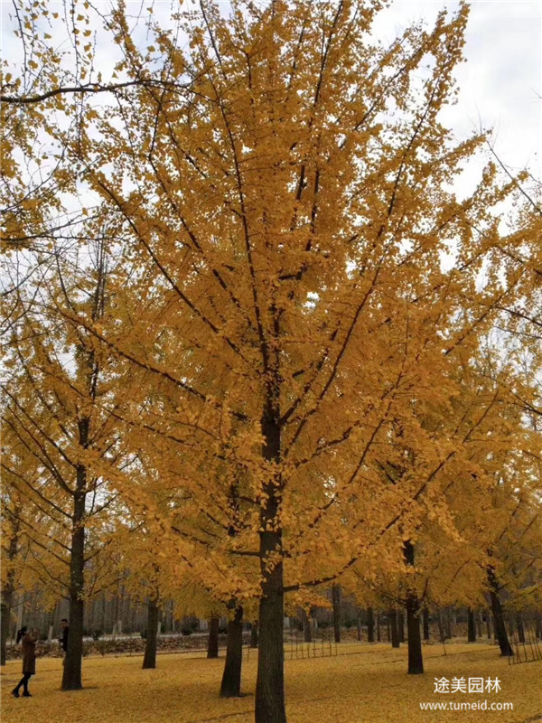 銀杏樹(shù)基地實(shí)拍圖