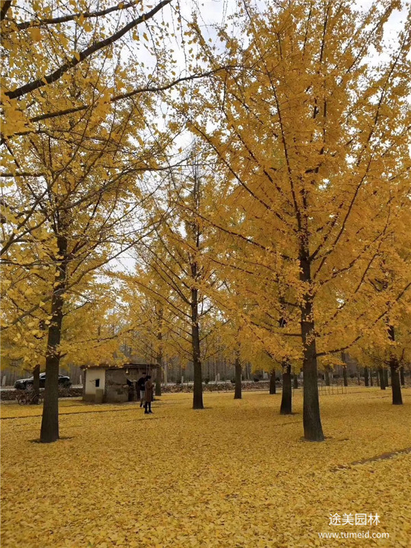 銀杏樹(shù)基地實(shí)拍圖