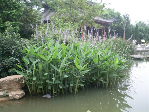 再力花水生植物基地實(shí)拍